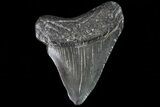 Juvenile Megalodon Tooth - Georgia #83572-1